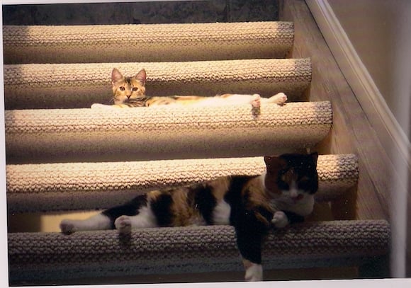 Xena Roxy stairs