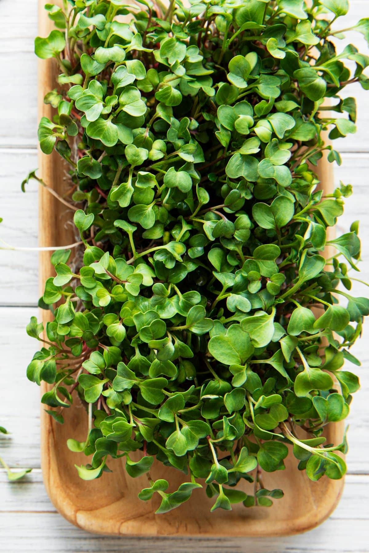 microgreens growing on a table.