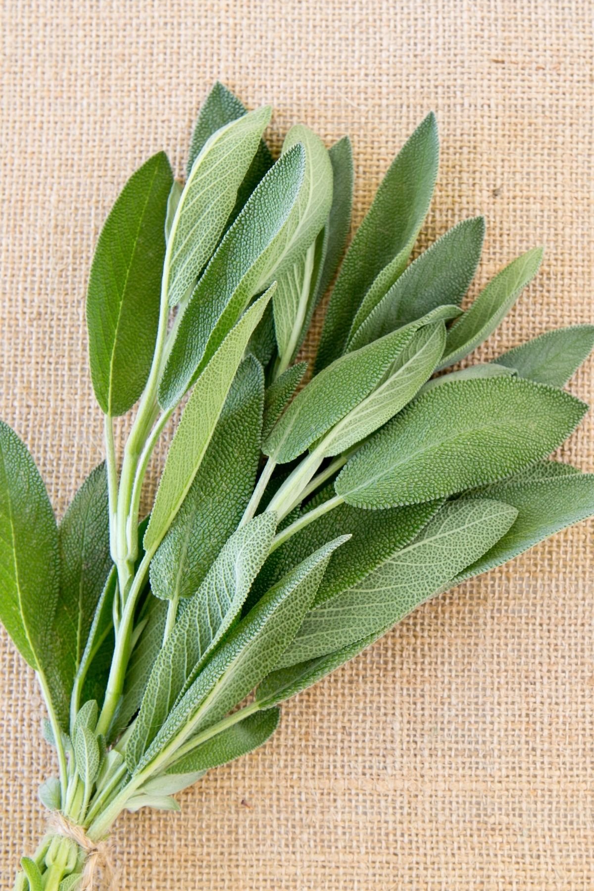 A bundle of sage leaves on a burlap surface.