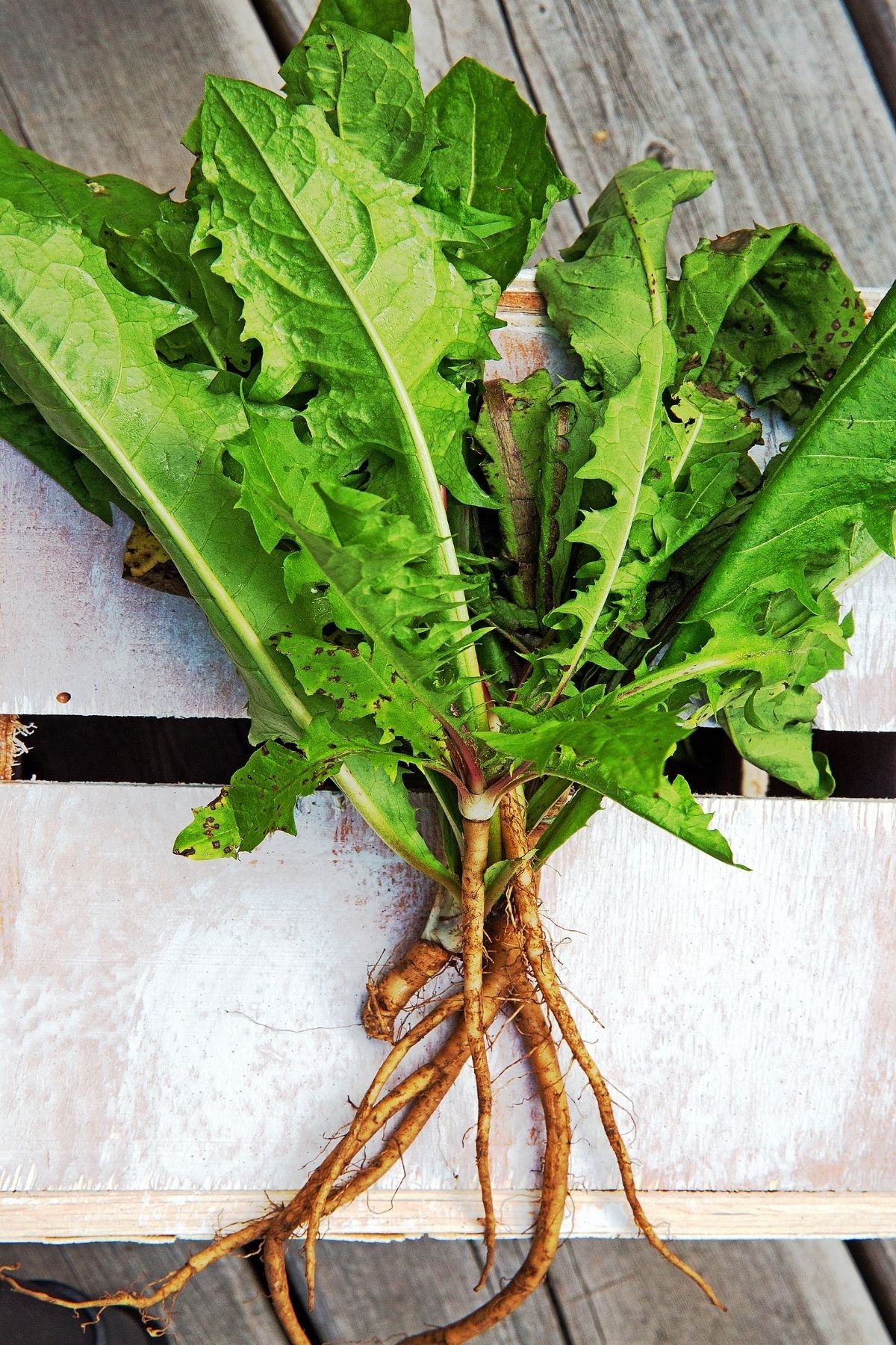 Dandelion greens on a white board.