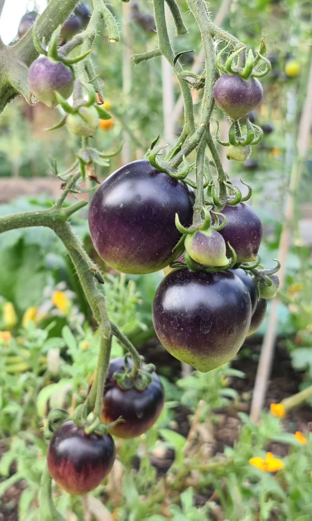 Blue tomatoes on a vine outside.