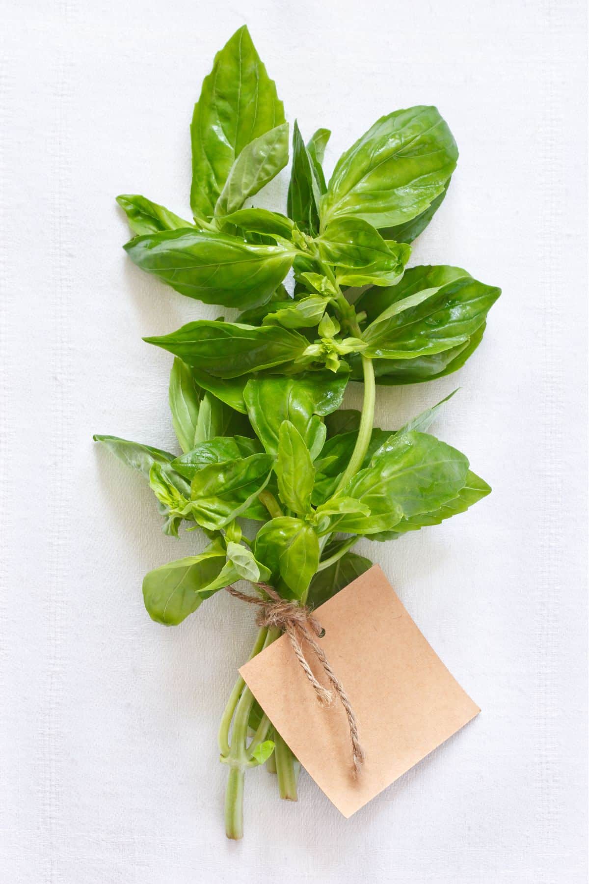 fresh basil on table.