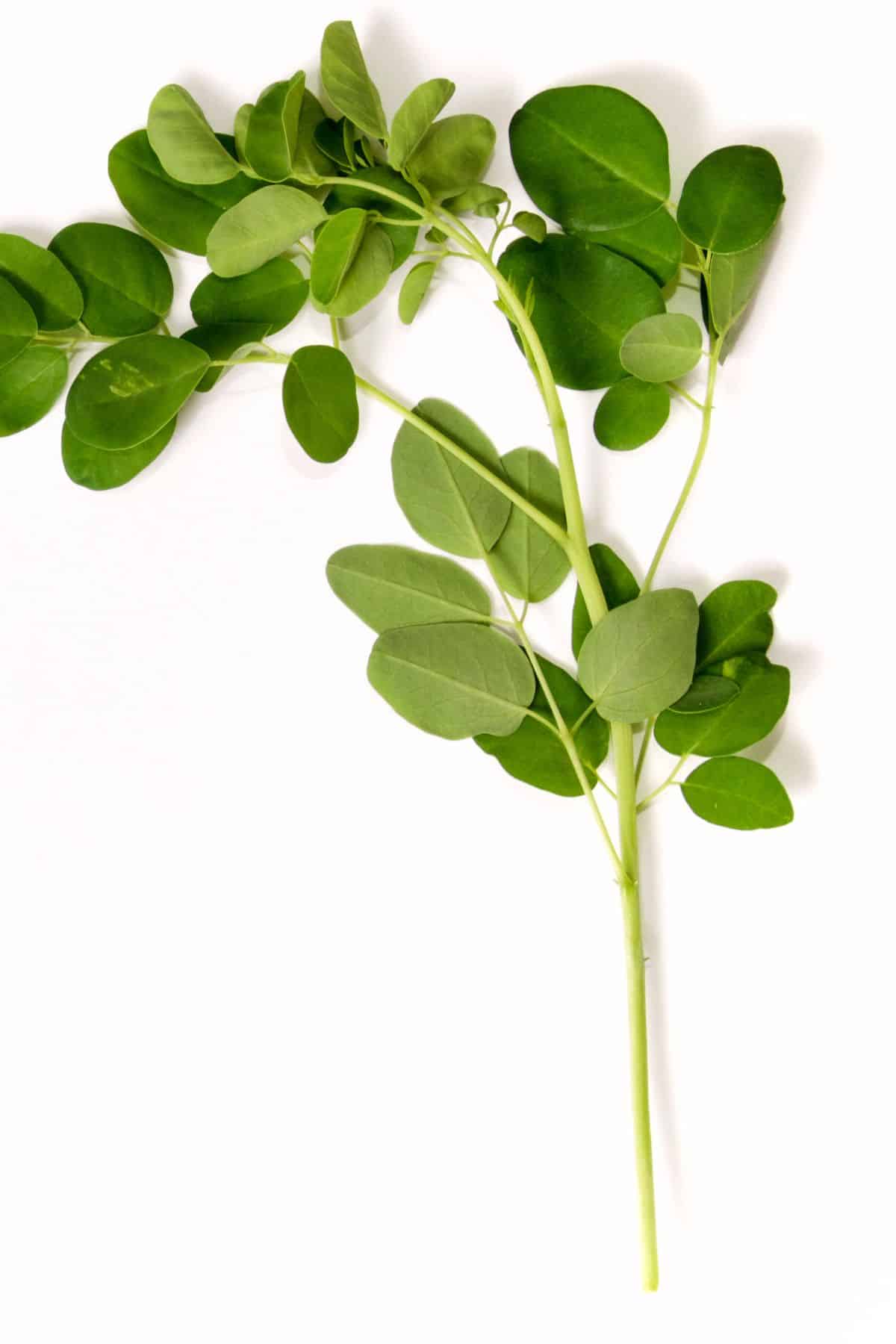 moringa stalk.