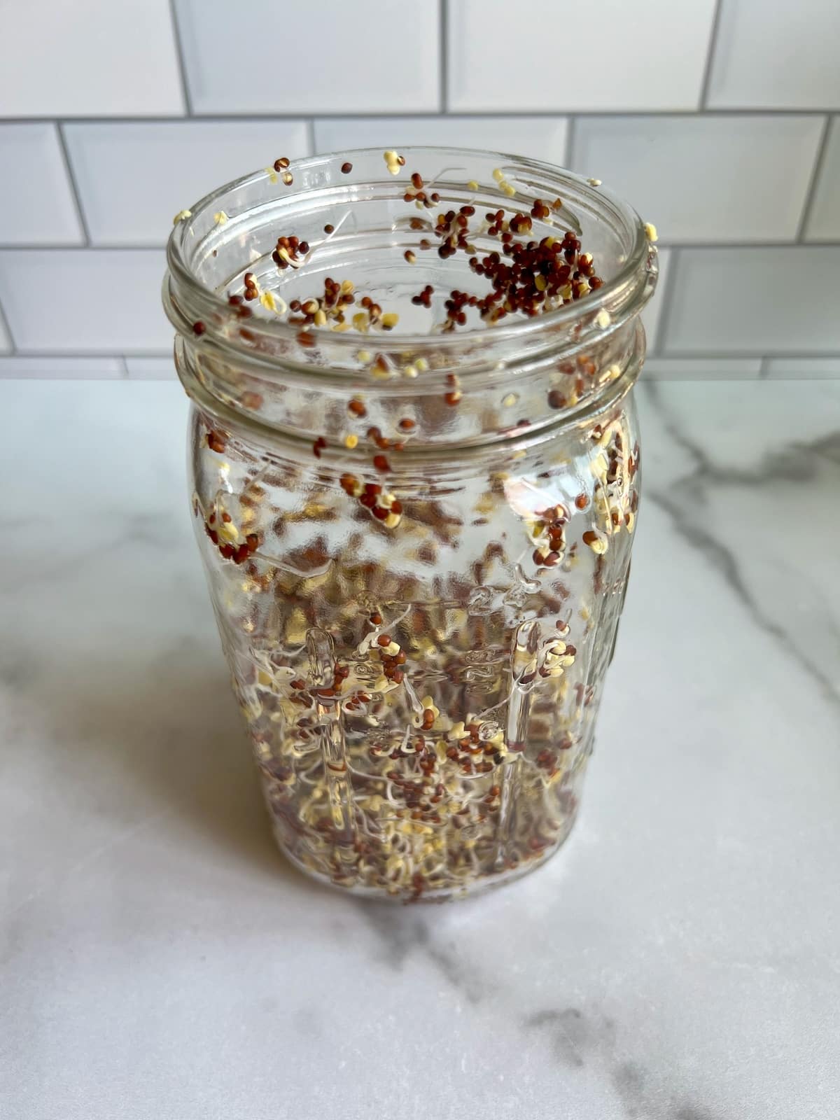 broccoli seeds sprouted in jar.