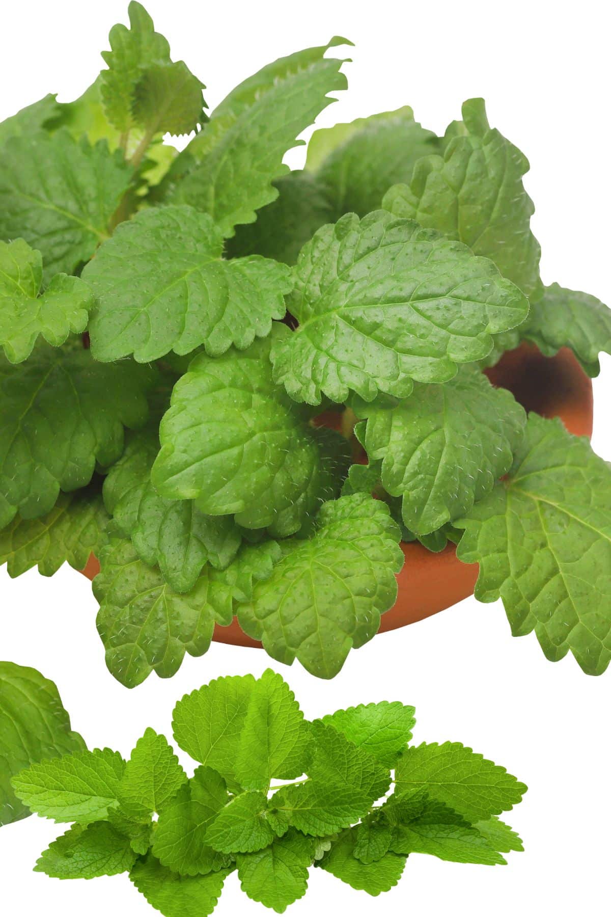 fresh lemon balm herb on table.